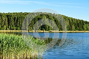 Landscape lake with reeds against a forest in the evening in the sunlight in Russia, Belarus, Ukraine