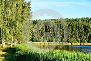 Landscape lake with reeds against a forest in the evening in the sunlight in Russia, Belarus, Ukraine