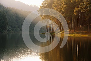 Landscape of lake - reflection of tree in a lake