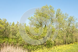 Landscape with a lake in the spring with Poplar trees and Colza flowers.