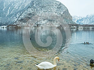 Landscape lake Swan, duck bird Hallstatt in Austria winter season snow Mountain.