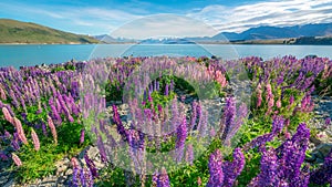 Landscape at Lake Tekapo Lupin Field in New Zealand
