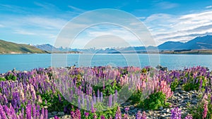 Landscape at Lake Tekapo Lupin Field in New Zealand