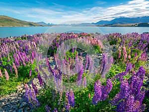 Landscape at Lake Tekapo Lupin Field in New Zealand