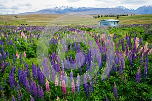 Landscape at Lake Tekapo Lupin Field in New Zealand