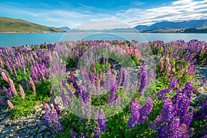 Landscape at Lake Tekapo Lupin Field in New Zealand