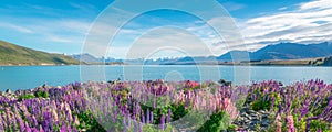 Landscape at Lake Tekapo Lupin Field in New Zealand