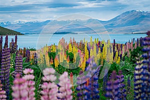 Landscape at Lake Tekapo Lupin Field in New Zealand