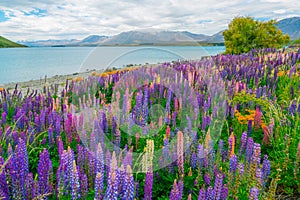 Landscape at Lake Tekapo Lupin Field in New Zealand