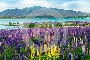 Lake Tekapo Lupin Field in New Zealand