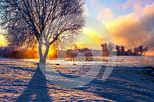 Landscape with lake, trees covered snow and sunrise. Winter landscape with sunset and birds in lake