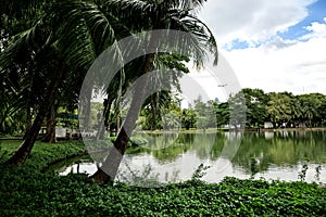 Landscape of lakeside view with palm trees in Lumphini Park in B