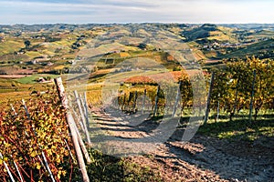 Landscape of langhe vineyards hills. Autumn landscape, beautiful orange and yellow colors. Dolcetto, Nebbiolo, Barbera, Barolo photo