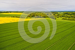 A landscape with large green fields. Agriculture in Poland