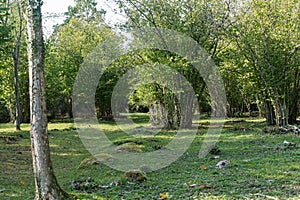 Landscape with large hazel populations