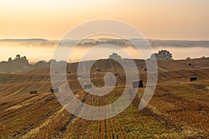 Landscape of a large mown agricultural wheat field with bales of straw lying on the ground at sunrise. Morning misty country