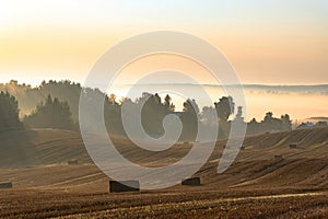 Landscape of a large mown agricultural wheat field with bales of straw lying on the ground at sunrise. Morning misty country