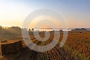 Landscape of a large mown agricultural wheat field with bales of straw lying on the ground at sunrise. Morning misty rural