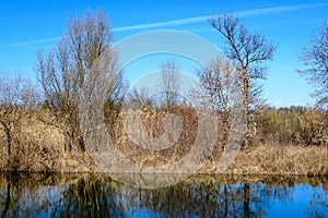 Large old trees near the lake in Tineretului Park (Parcul Tineretului) in Bucharest, Romania, in a sunny winter day