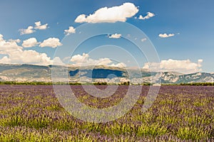 Landscape of a lavander field