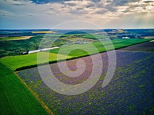 Landscape with lavender field