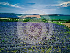 Landscape with lavender field