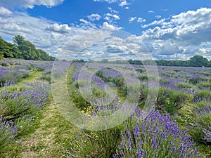 Landscape of lavender fields