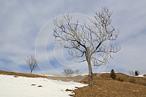 Leafless trees in spring mountains