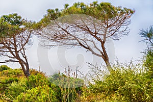 Landscape with leaning windswept coastal pine trees