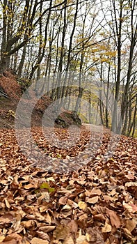 Landscape with leaves on the ground in autumn