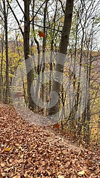 Landscape with leaves on the ground in autumn