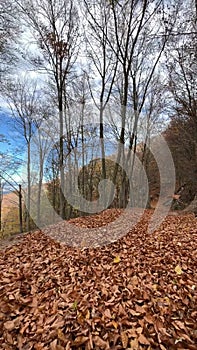 Landscape with leaves on the ground in autumn