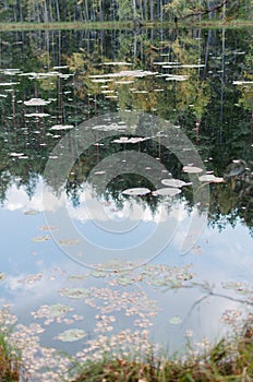 A landscape with the leaves of water lily