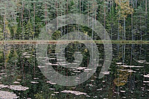 A landscape with the leaves of water lily and fallen birch trees