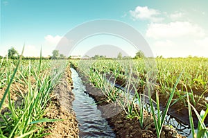 Landscape leek onion plantation and water flows through irrigation canals. Agriculture and agribusiness. Conservation of water