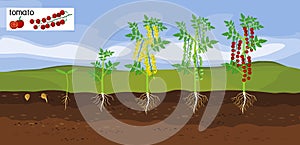 Landscape with Life cycle of tomato plant.