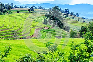 Landscape of the lined Green terraced rice field