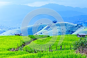 Landscape of the lined Green terraced rice field