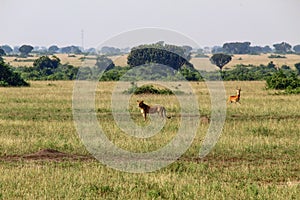 Landscape with a lioness in the front