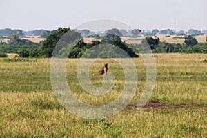Landscape with a lioness in the front