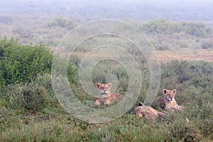 Landscape with lions. Heavy fog.