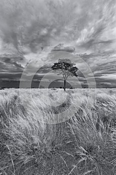 Landscape of a lone tree on a grass plain with storm clouds approaching in Kalahari artistic conversion