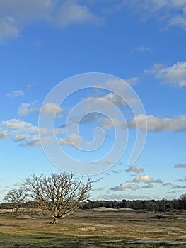 Landscape with lone tree in grassy plain under blue sky