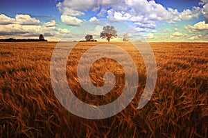 landscape with a lone tree at sunset barley field in the village