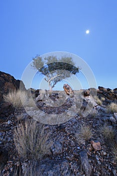 Landscape of a lone tree with white trunk and moon in dry desert