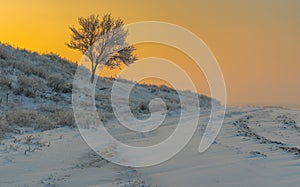 Landscape with lonely apricot tree on a hill at sunset time and winter season