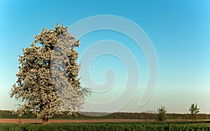 Landscape. Lonely blossoming pear tree against the blue sky. Spring Summer