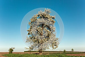 Landscape. Lonely blossoming pear tree against the blue sky. Spring Summer