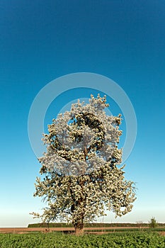 Landscape. Lonely blossoming pear tree against the blue sky. Spring Summer