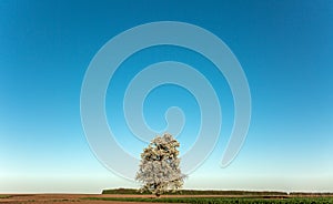 Landscape. Lonely blossoming pear tree against the blue sky. Spring Summer